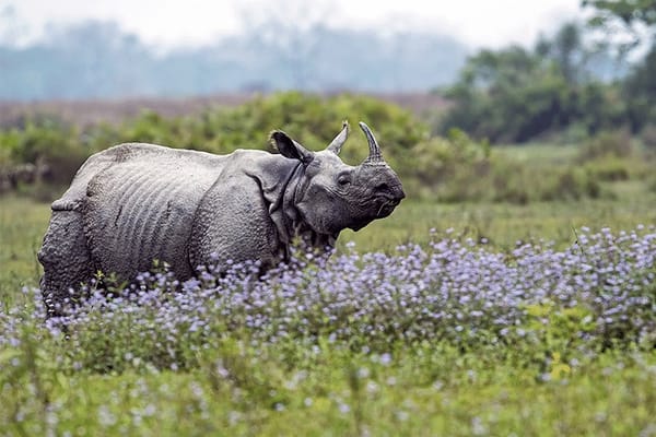 Mist, Roots & Memories: Nandu’s Meghalaya Love Story with Thrillophilia
